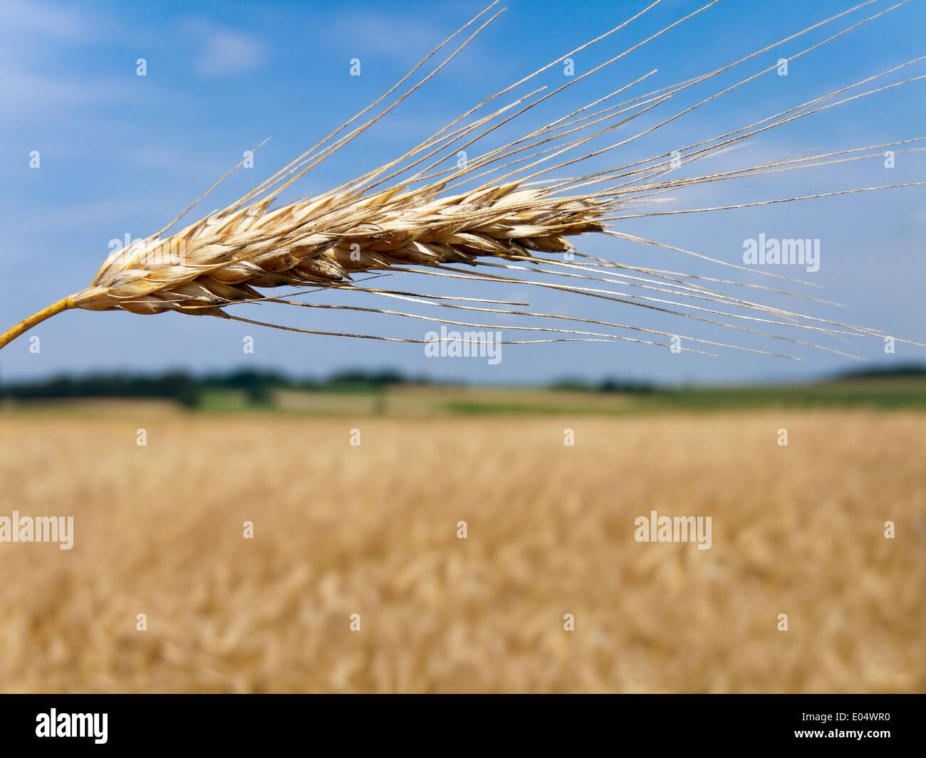 Grain field with barley ear in buzzer, Getreide Feld mit Gersten Ähre im Sommer Stock Photo