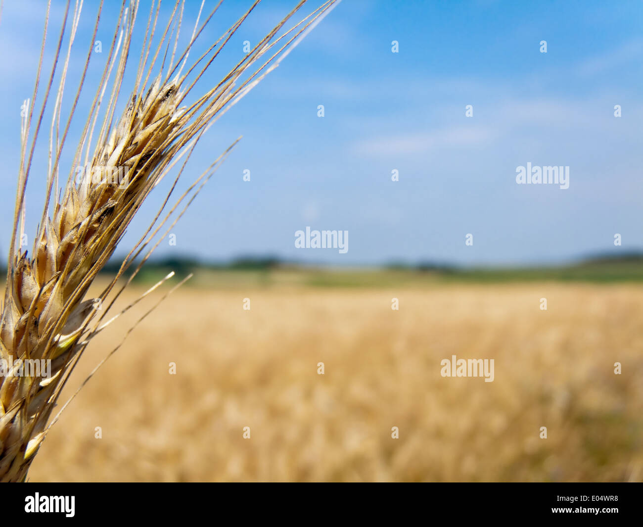 Getreide fe hi-res stock photography and images - Alamy, image size:1300x1065