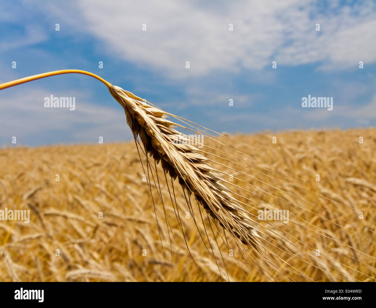 Grain field with barley ear in buzzer, Getreide Feld mit Gersten Ähre im Sommer Stock Photo