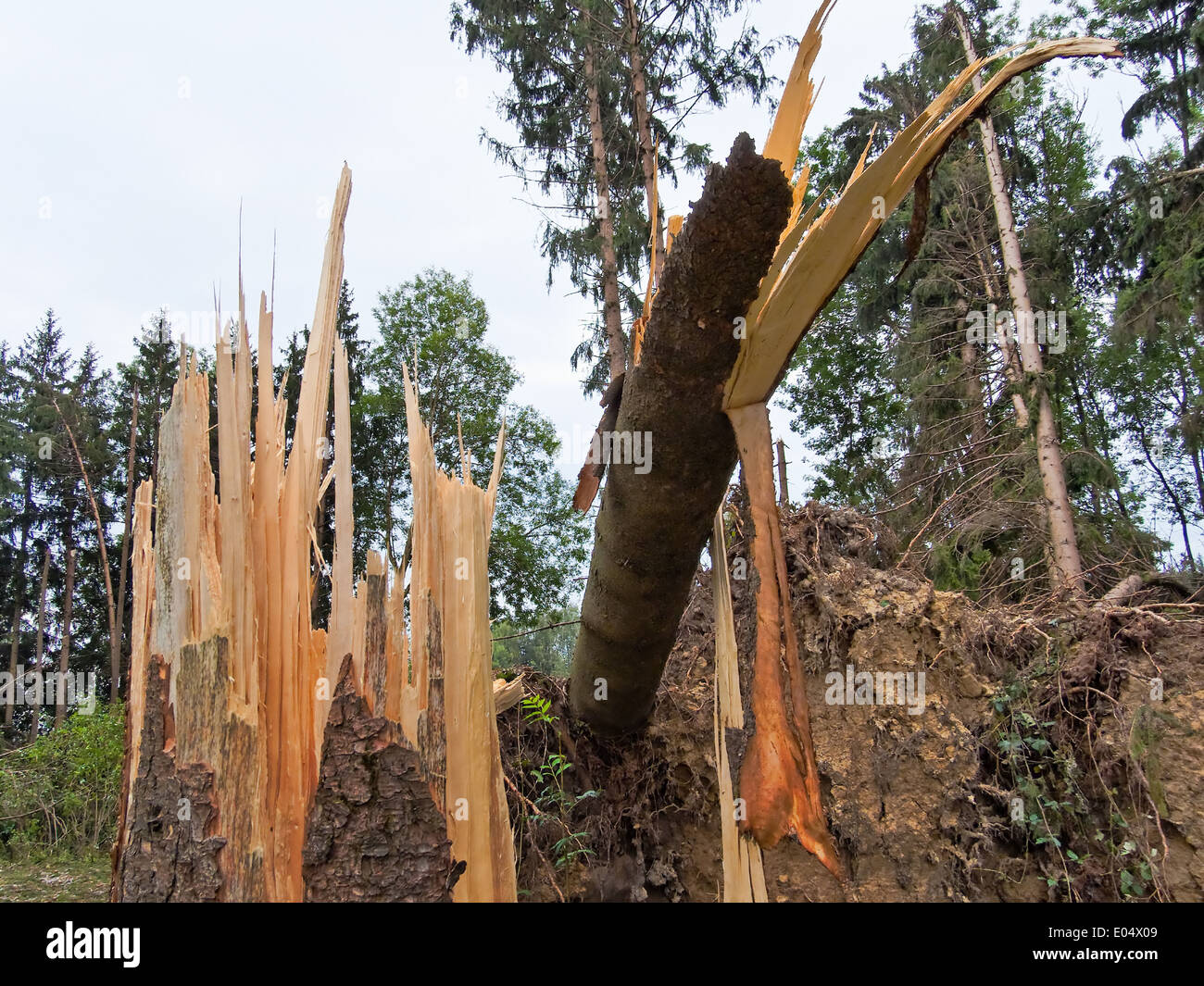 Storm damage. Traps trees in the wood anus a storm., Sturmschaden. Umgestuerzte Baeume im Wald nach einem Sturm. Stock Photo