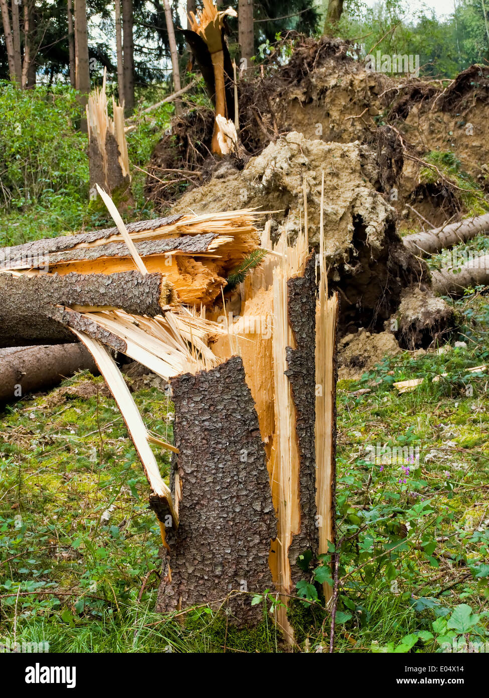 Storm damage. Traps trees in the wood anus a storm., Sturmschaden. Umgestuerzte Baeume im Wald nach einem Sturm. Stock Photo