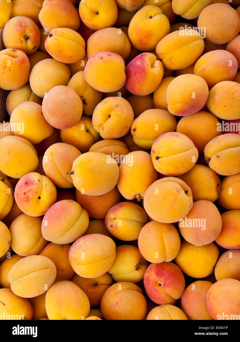 Fresh yellow apricots anus the harvest, Frische gelbe Aprikosen nach der Ernte Stock Photo