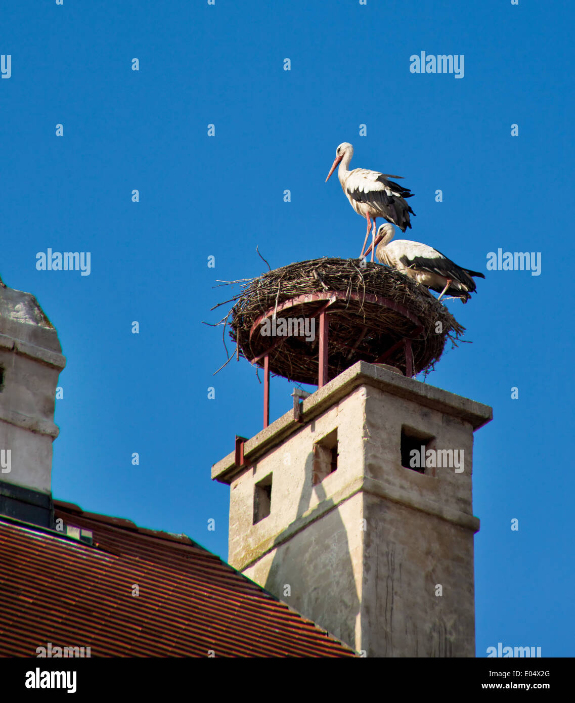 Two storks in the nest in Rust, Austria, Zwei Stoerche im Nest in Rust, Oesterreich Stock Photo