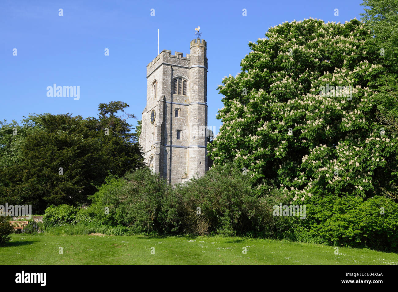 Horse Chestnut tree by Charing Church Kent UK Stock Photo