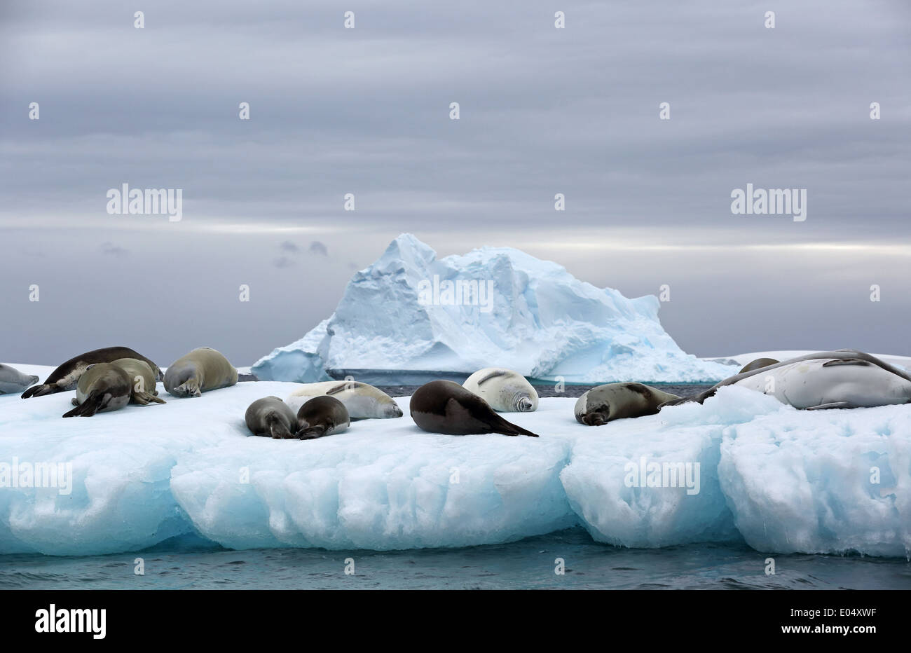 Crabeater Seals, (Lobodon carcinophaga), sleeping on ice floe, Pleneau Bay, Antarctic Peninsula, Antarctica Stock Photo