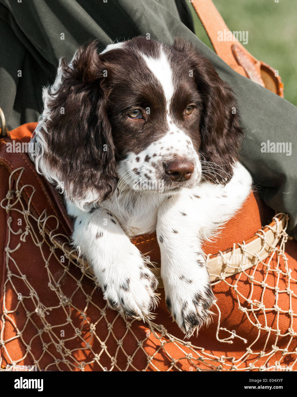 A three month old English Springer Spaniel puppy being carried in a game  bag Stock Photo - Alamy
