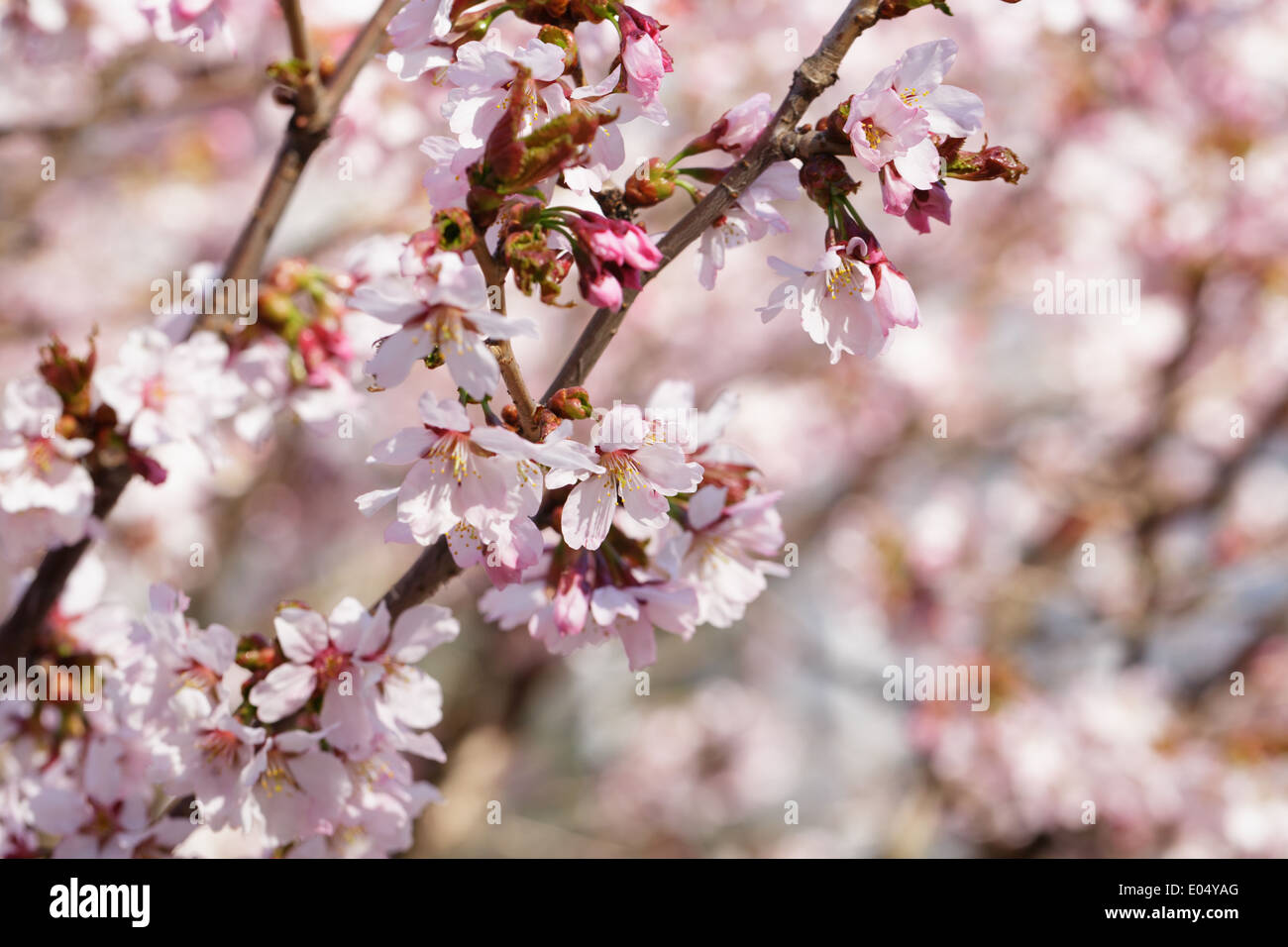 japan sakura cherry blossom, close up spring photo Stock Photo - Alamy