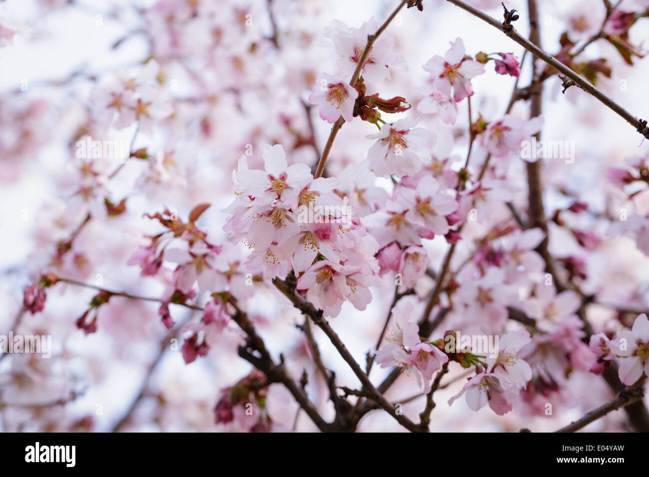 japan sakura cherry blossom, close up spring photo Stock Photo - Alamy