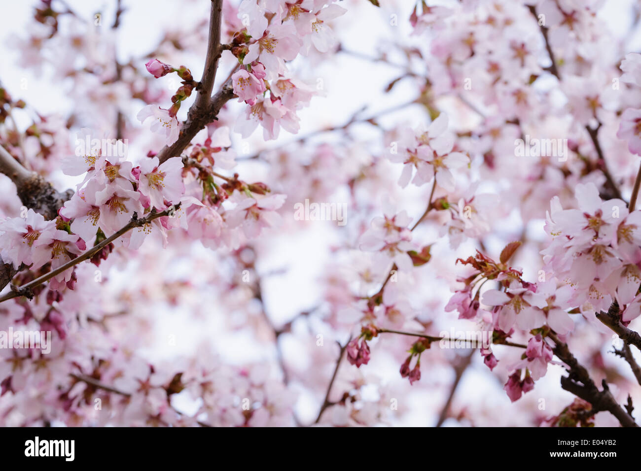 japan sakura cherry blossom, close up spring photo Stock Photo - Alamy