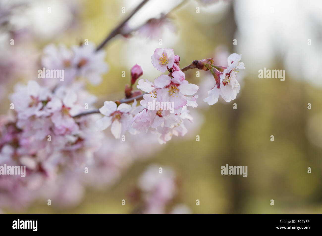 japan sakura cherry blossom, close up spring photo Stock Photo - Alamy