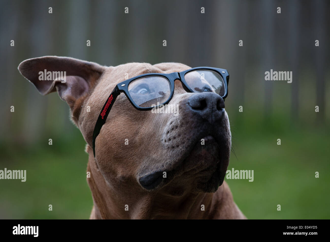 Dog wearing glasses Stock Photo - Alamy