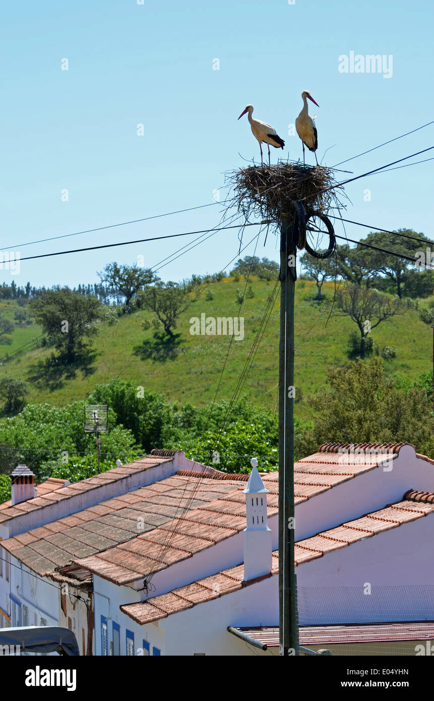 Storks in their nest in a village Stock Photo