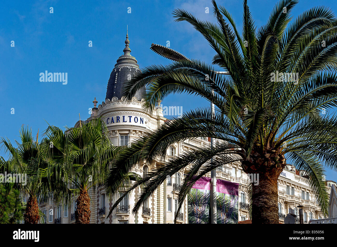 Cannes france palm tree hi-res stock photography and images - Alamy