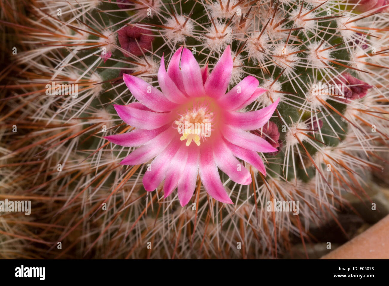 Close up Delicate pink flower Echinocereus cactus Stock Photo - Alamy