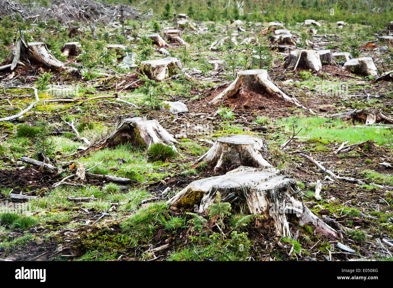 Deforested Woodland Stock Photo