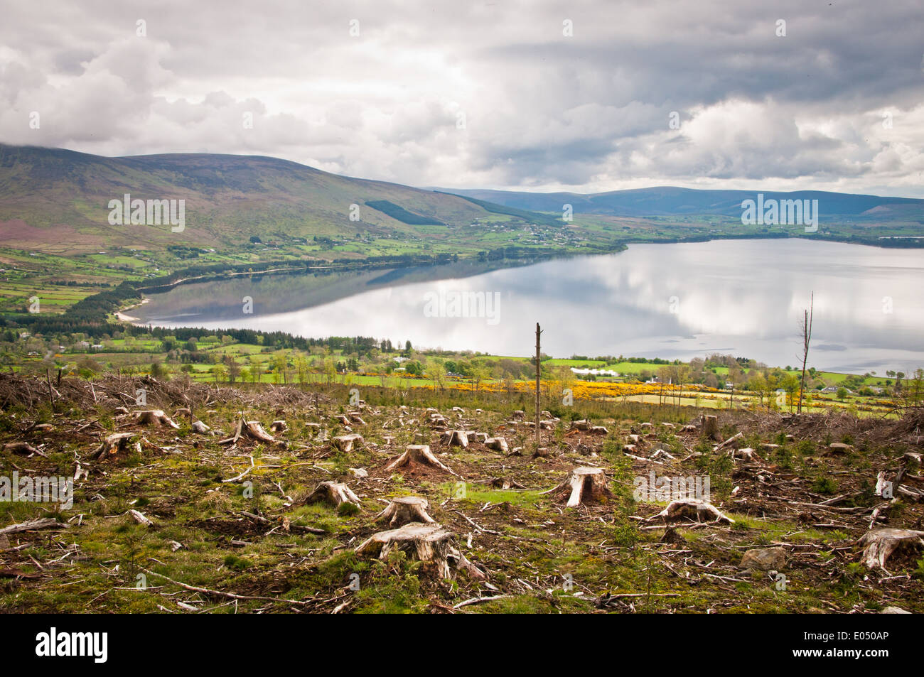 Harvested Forest overlooking Lake and Hills Stock Photo
