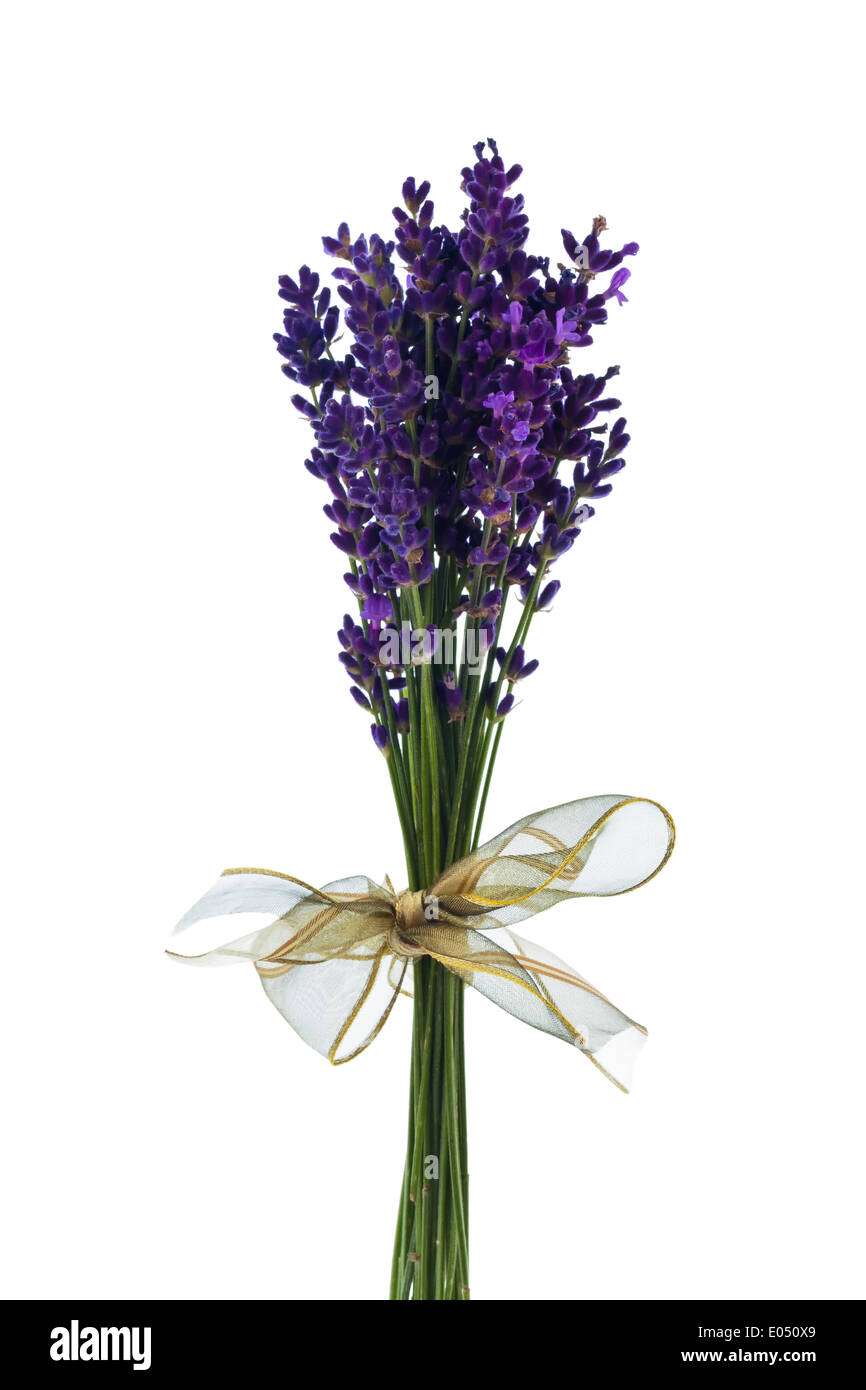 Lavender blossoms isolates before white background. Mauve summer flowers., Lavendel Blueten isoliert vor weissem Hintergrund. Li Stock Photo