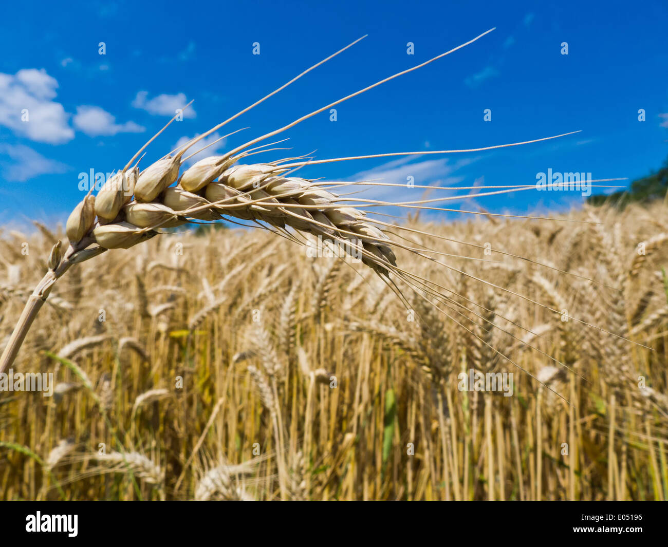 ears of barley on a grain-field of a farmer in summer., aehren von ...