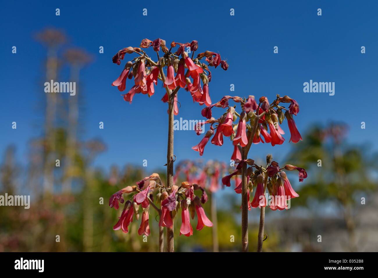 Invasive poisonous succulent perennial weed Mother of Millions plant with red flowers in Cuba against a blue sky Stock Photo