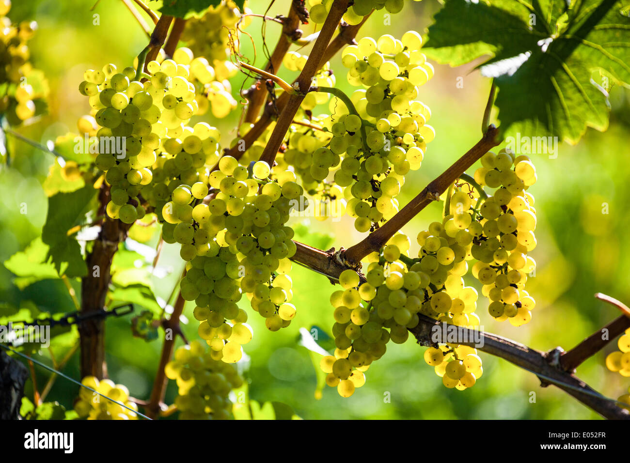 Bunches of grapes in the vineyard of a winegrower. Vineyard in autumn Stock Photo