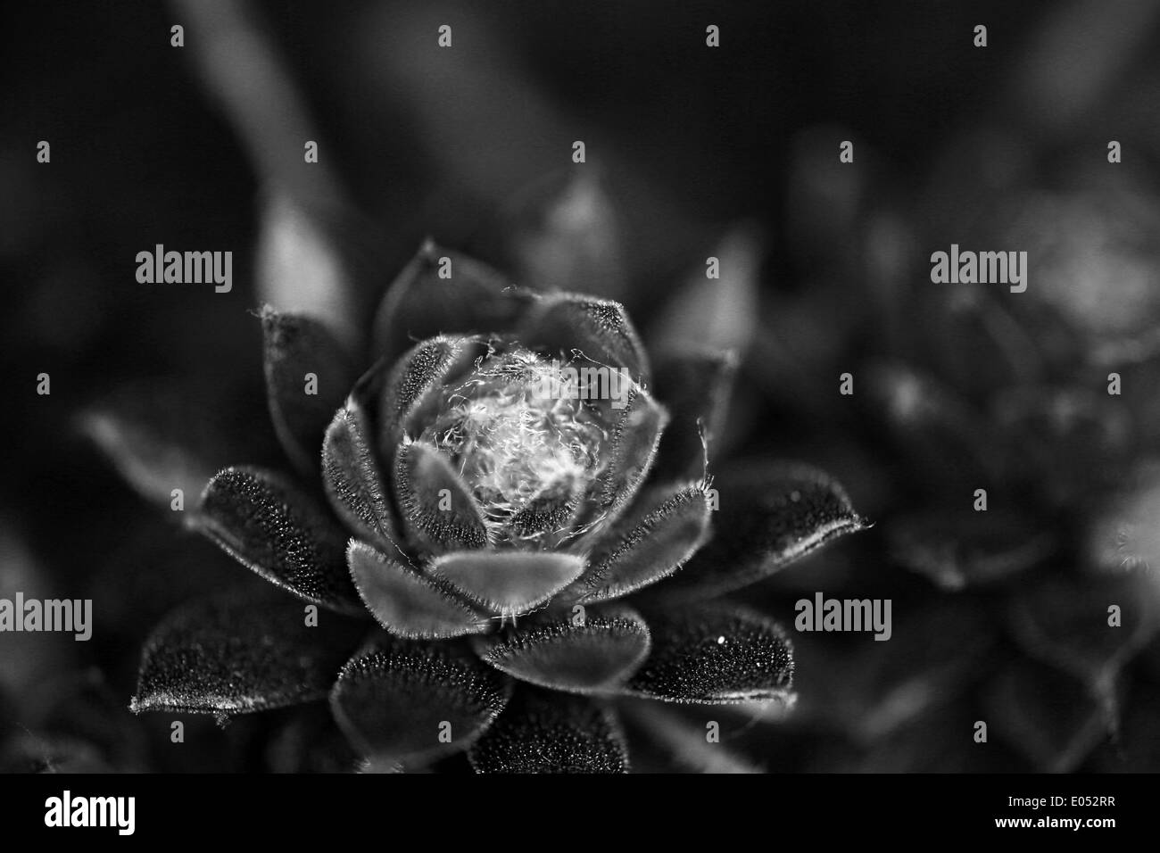 Rosette of Sempervivum arachnoideum - cobweb houseleek - Succulent perennial - Crassulaceae Stock Photo