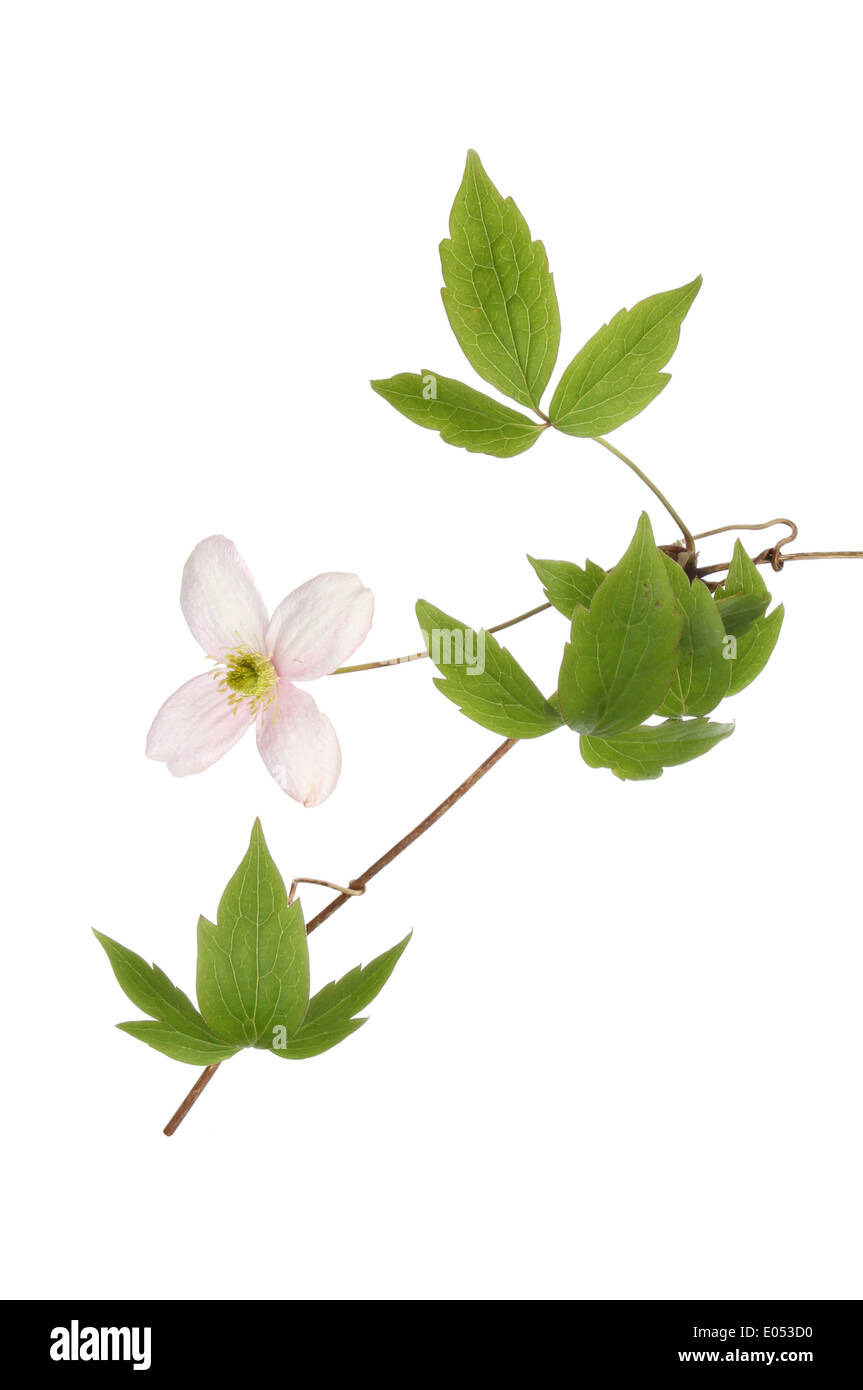 Clematis montana flower and foliage isolated against white Stock Photo
