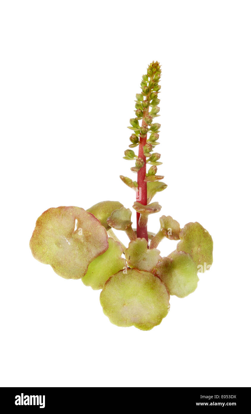 Navelwort, Umbilicus rupestris, plant with flower buds isolated against white Stock Photo