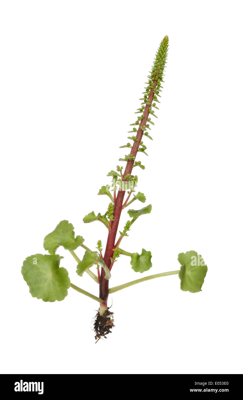 Navelwort, Umbilicus rupestris, plant with flower buds isolated against white Stock Photo