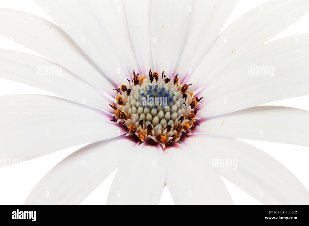 Closeup of the center of an osteospermum flower Stock Photo