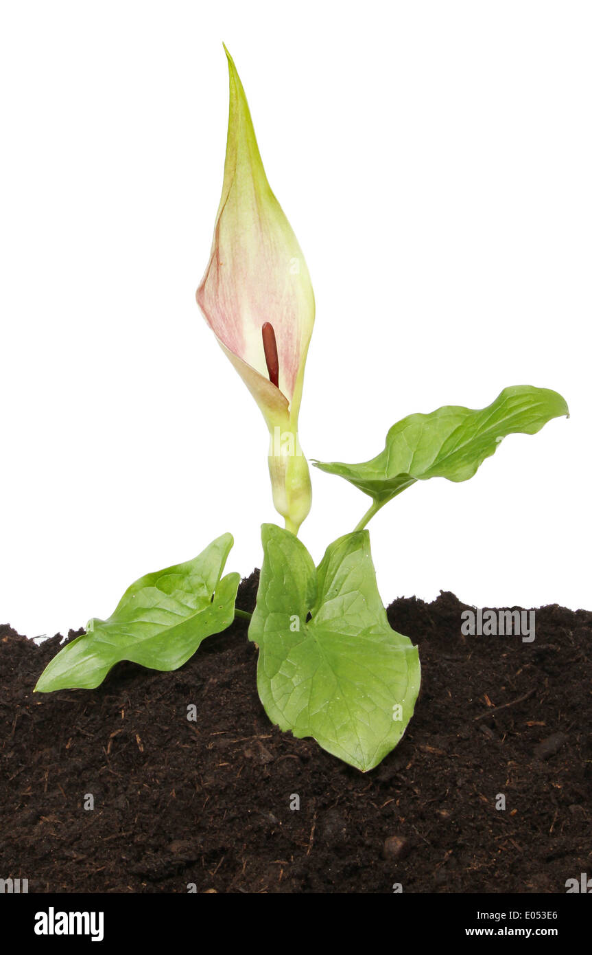 Lords and Ladies, Arum maculatum, flower and foliage growing in soil against a white background Stock Photo