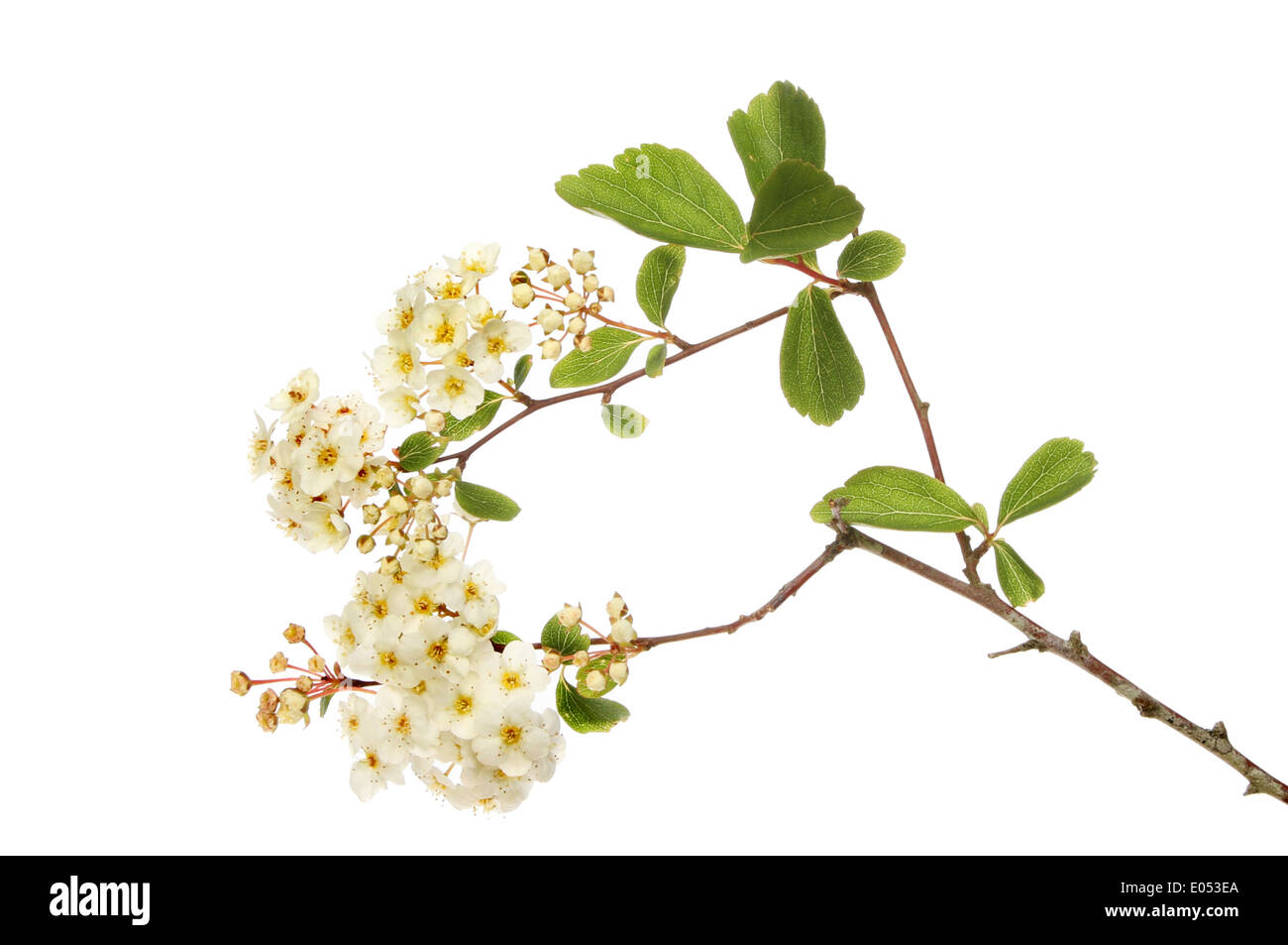 Flowers and foliage of a Spirea plant isolated against white Stock Photo