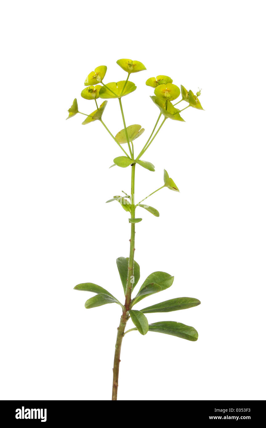 Wood Spurge, Euphorbia amygladoides, wild flowers isolated against white Stock Photo