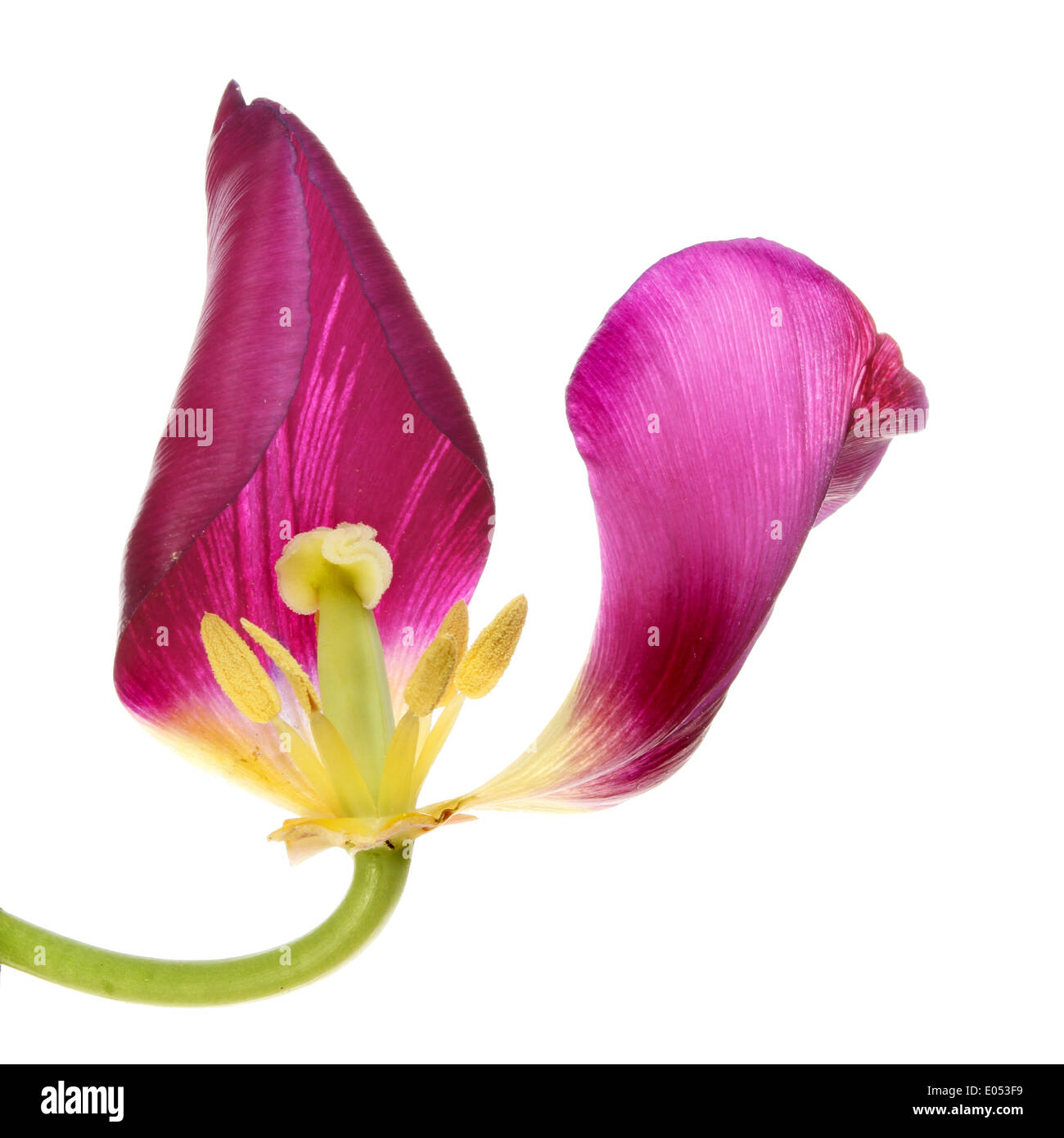 Wilting petals Cut Out Stock Images & Pictures Alamy