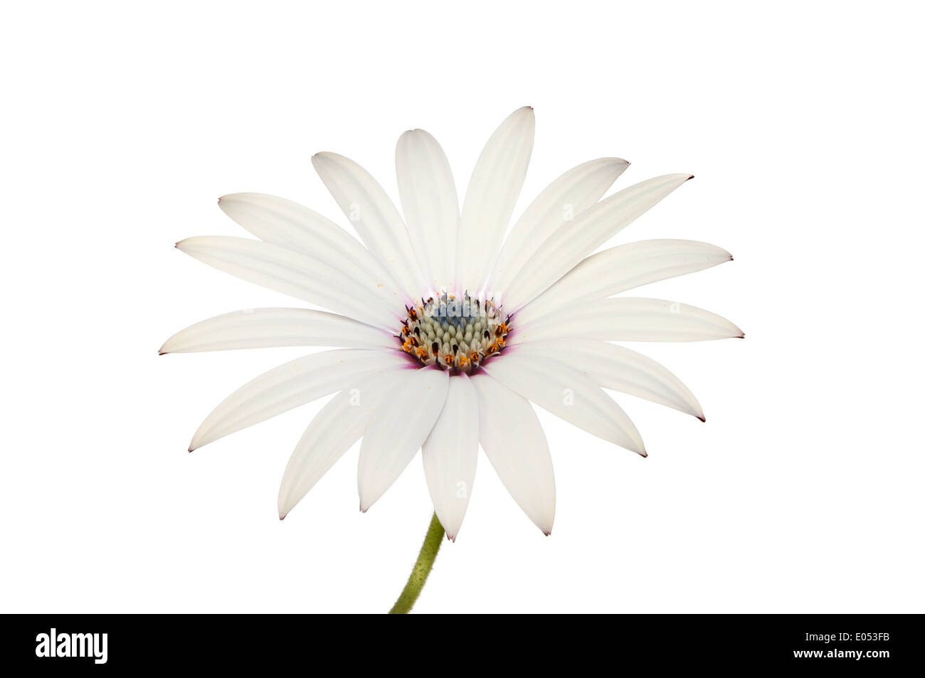 White osteospermum flower isolated against white Stock Photo