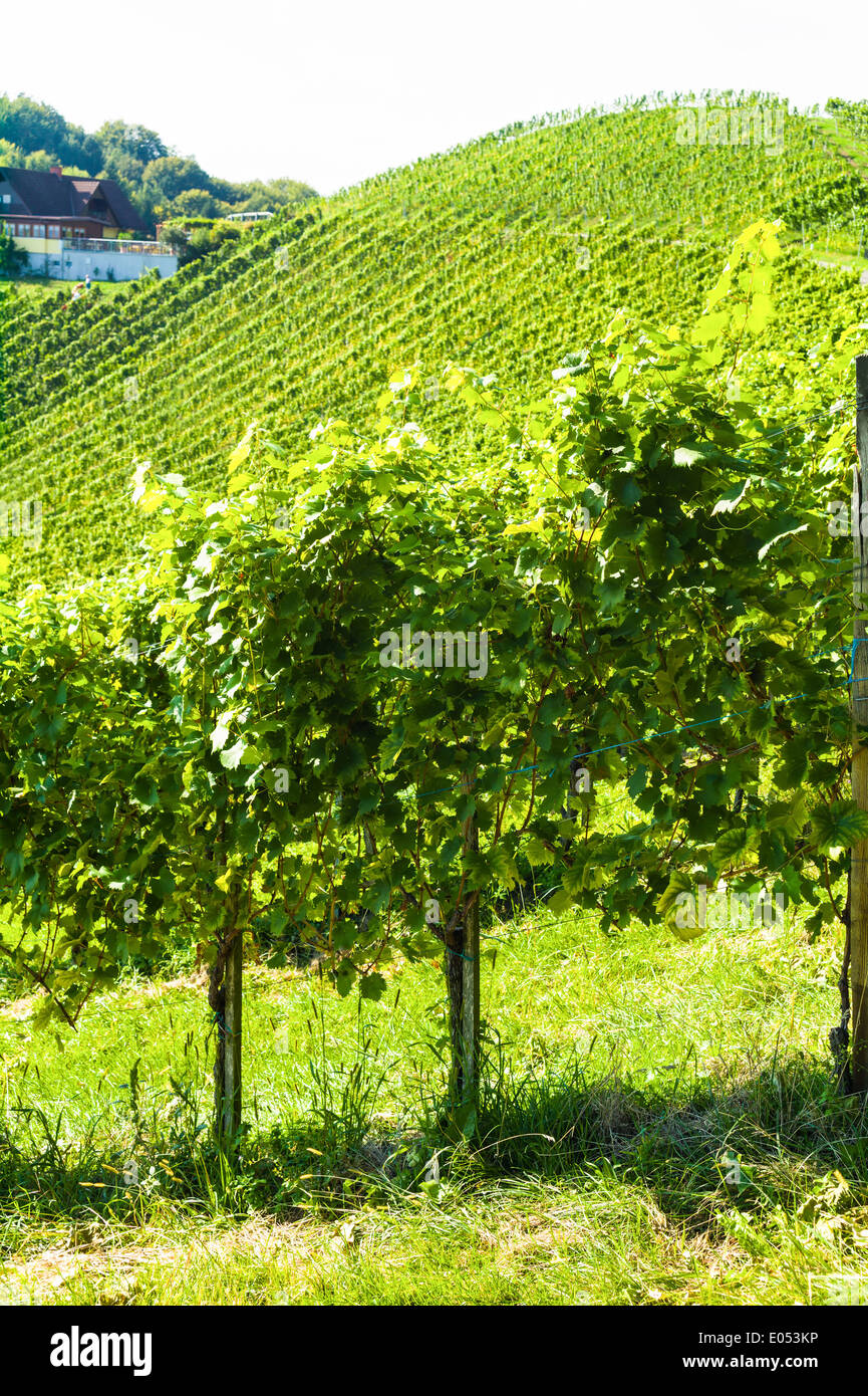 Bunches of grapes in the vineyard of a winegrower. Vineyard in autumn Stock Photo