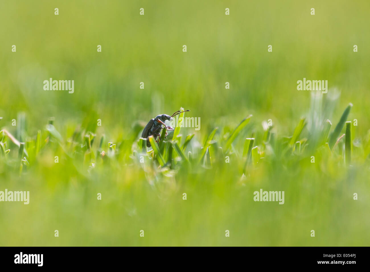 A small beetle climbing out of the grass Stock Photo