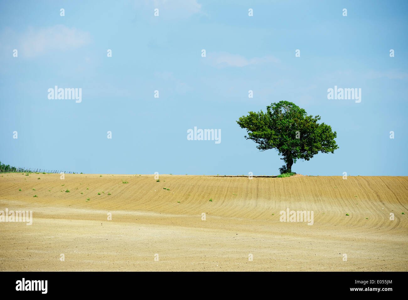 Single tree field hi-res stock photography and images - Alamy