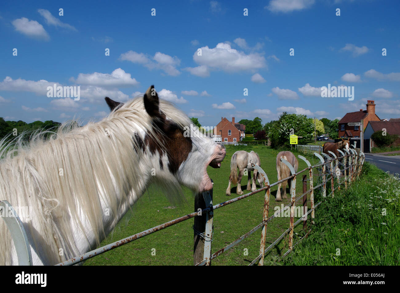 Horse neighing over fence giving appearance of laughter. Stock Photo