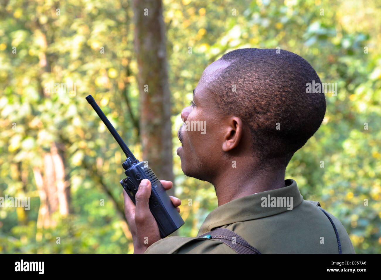 a ranger trying to contact other rangers to locate the group of gorilla's in bwindi national park, Uganda Stock Photo