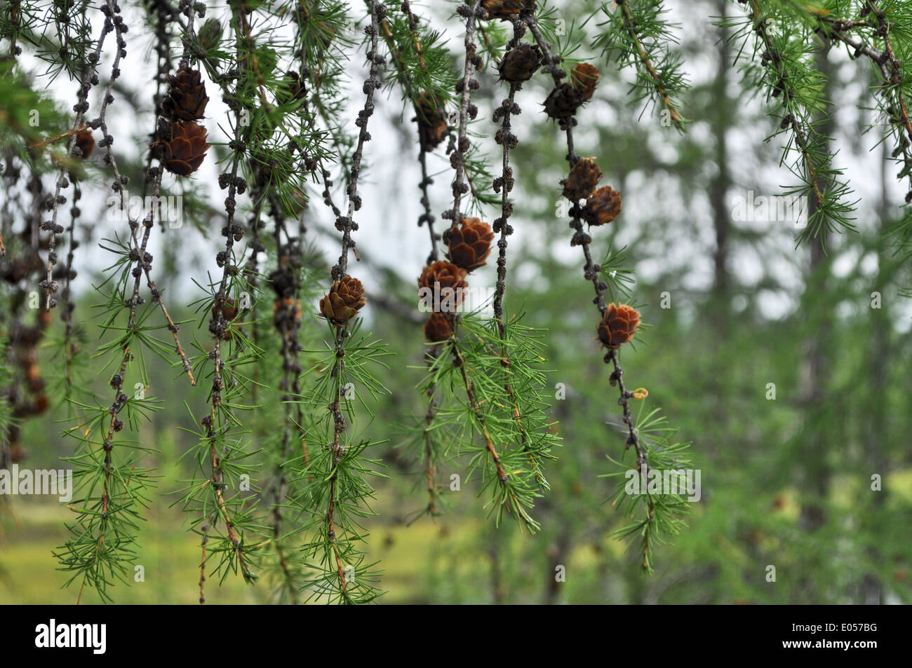 A branch of the larch pine cones. The valley of the river Suntar in the hill country of the Suntar-khayata. Stock Photo