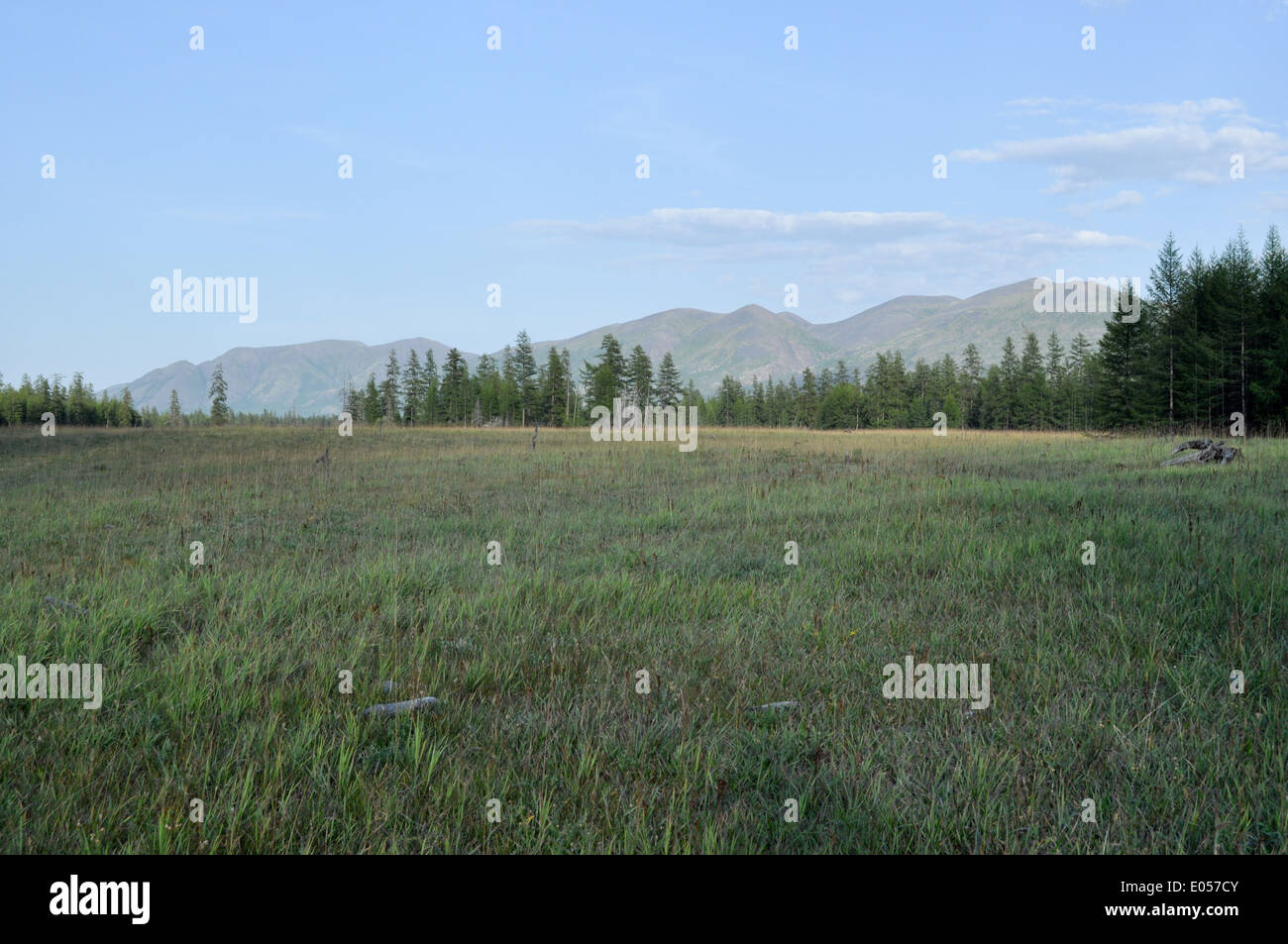 Green meadows in mountain valley of the river Suntar. Russia, Yakutia