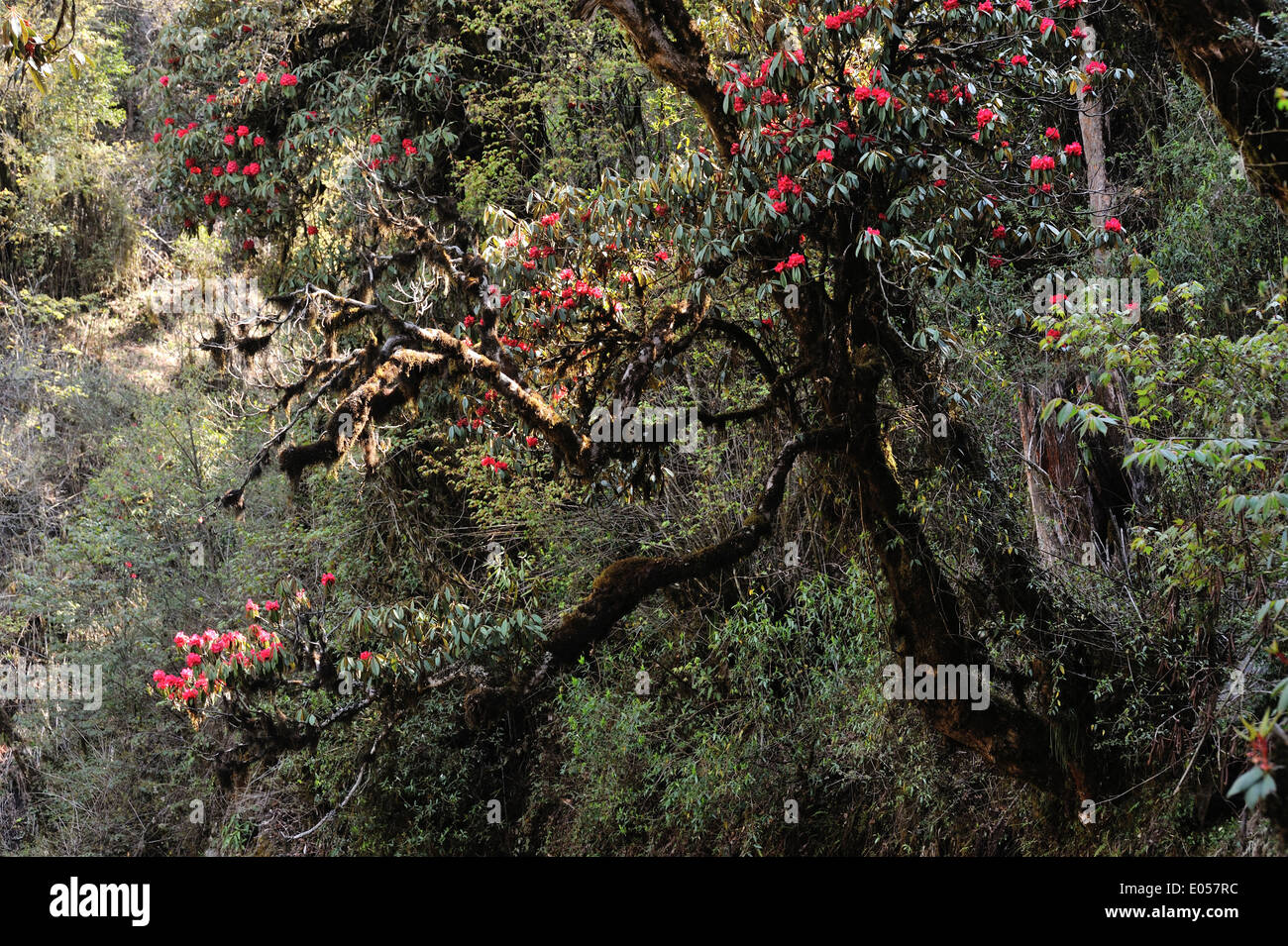 Himalayan forest vegetation in Eastern Bhutan. Image taken on Merak Sakteng trek. Stock Photo