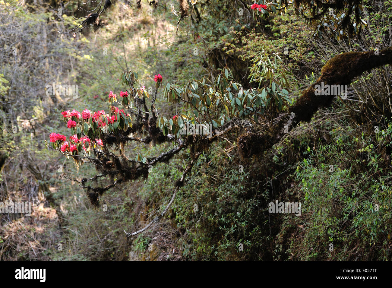 Himalayan forest vegetation in Eastern Bhutan. Image taken on Merak Sakteng trek. Stock Photo