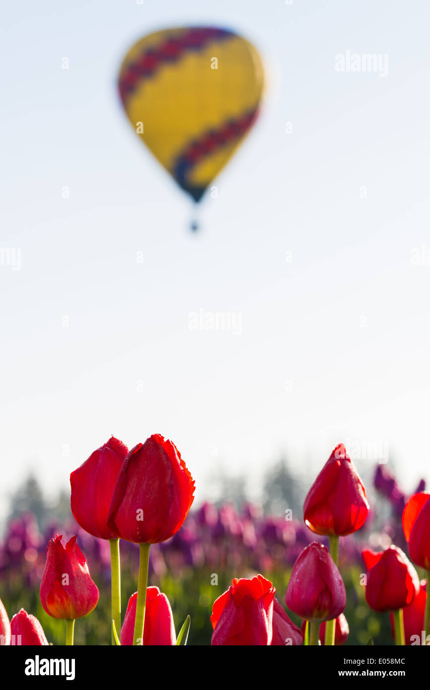hot air balloon ride over a tulip farm in Oregon on an early spring ...