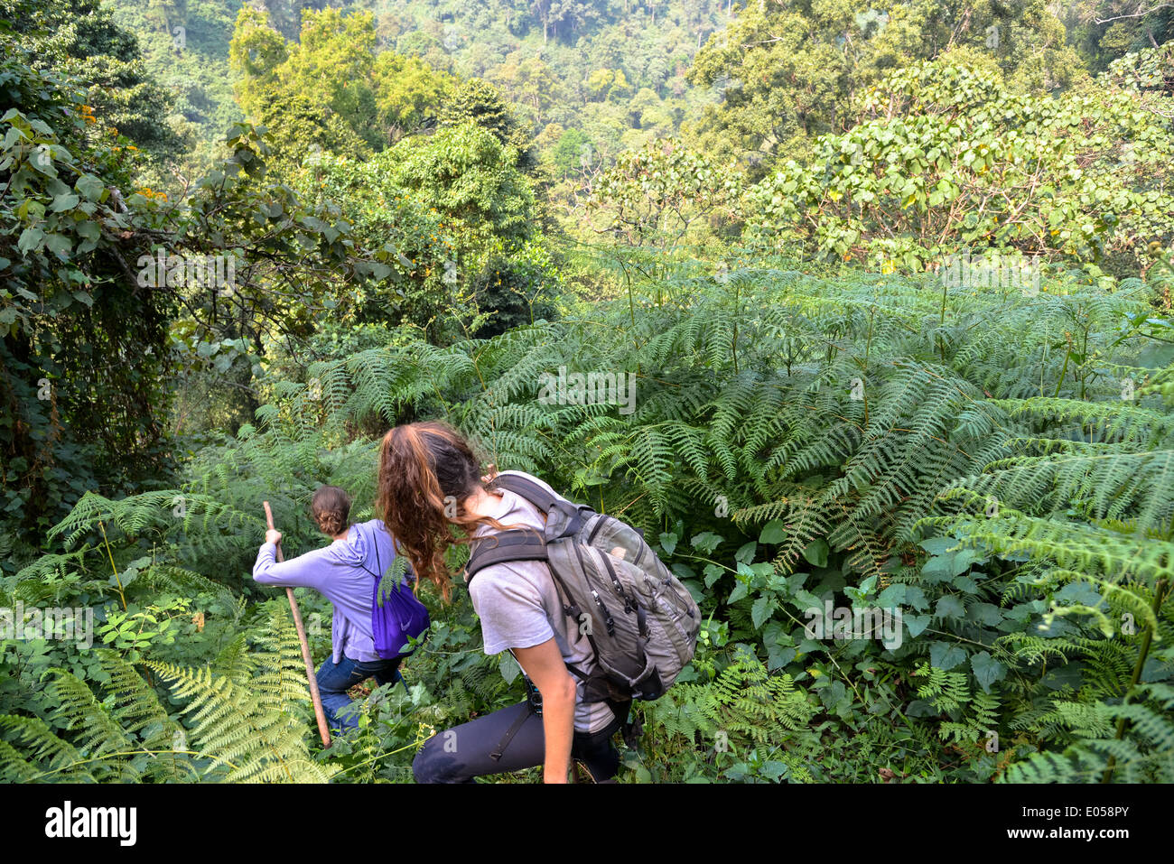 a group of tourists go for a trekking to find gorilla's in bwindi national park, Uganda Stock Photo