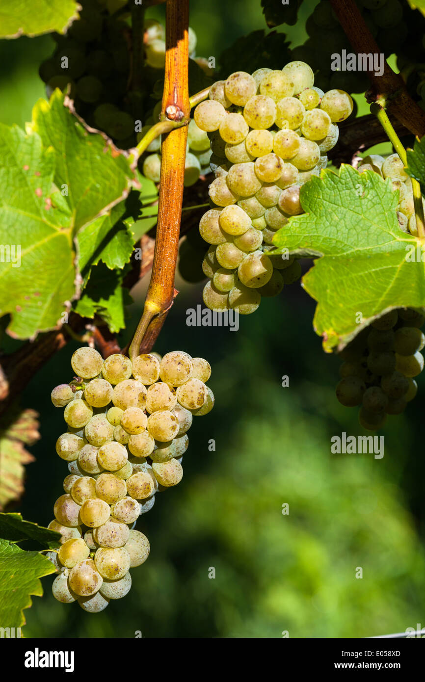 Bunches of grapes in the vineyard of a winegrower. Vineyard in autumn., Weintrauben im Weinberg eines Winzers. Weingarten im Her Stock Photo