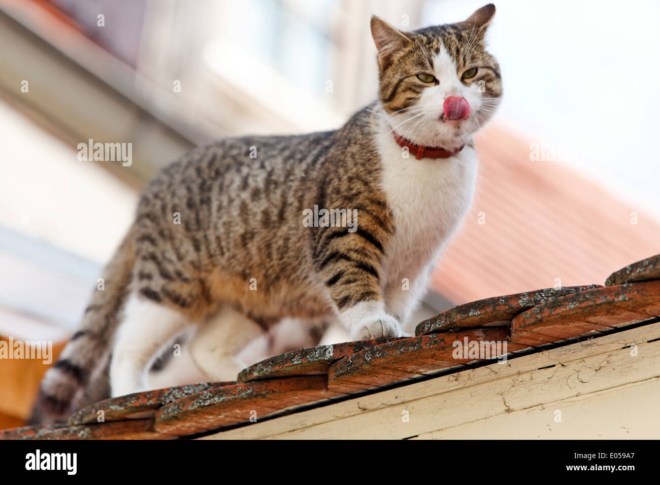 A cat sits on a house roof and waits, Eine Katze sitzt auf einem Hausdach und wartet Stock Photo