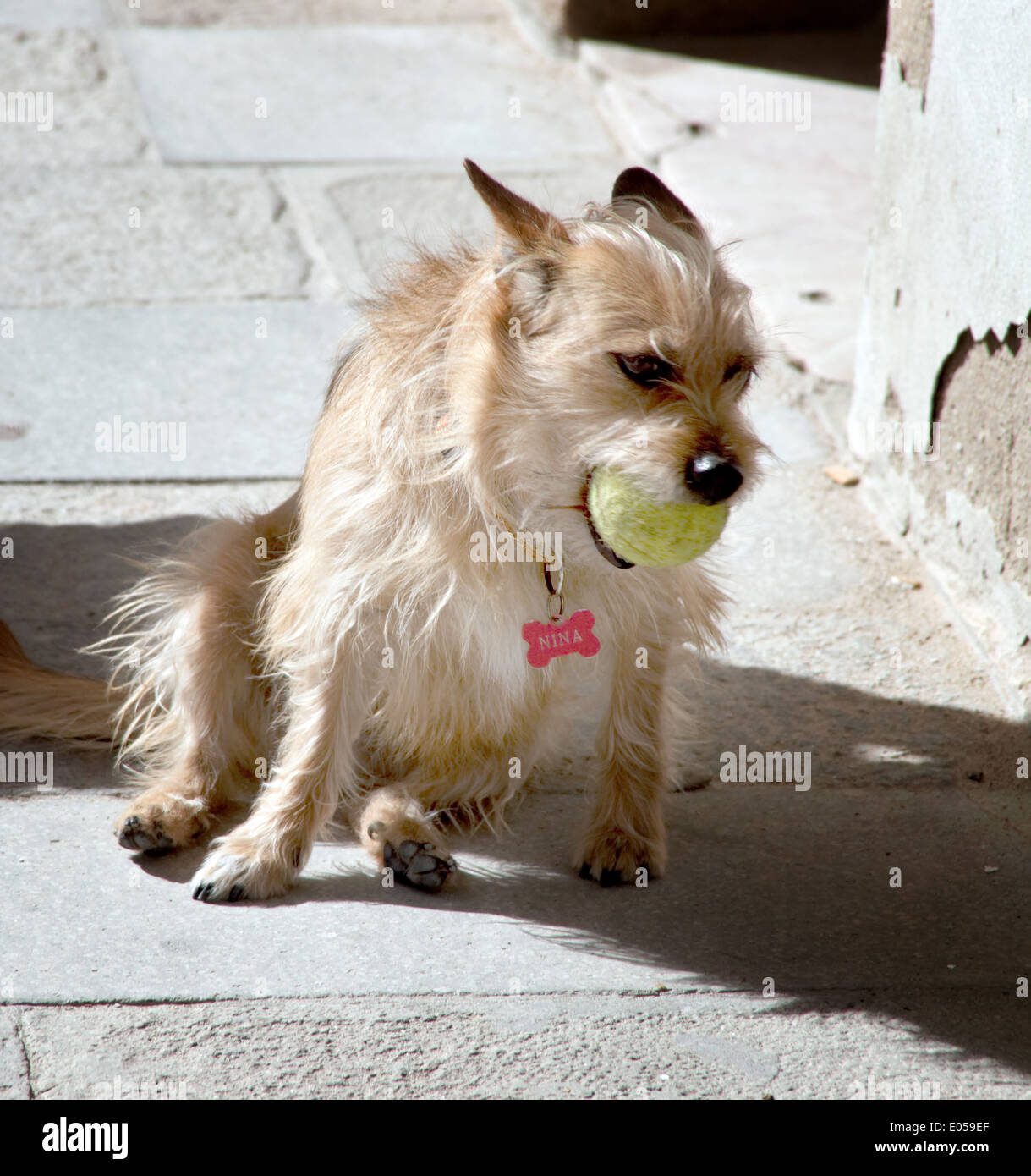 Dog with ball, Hund mit Ball Stock Photo