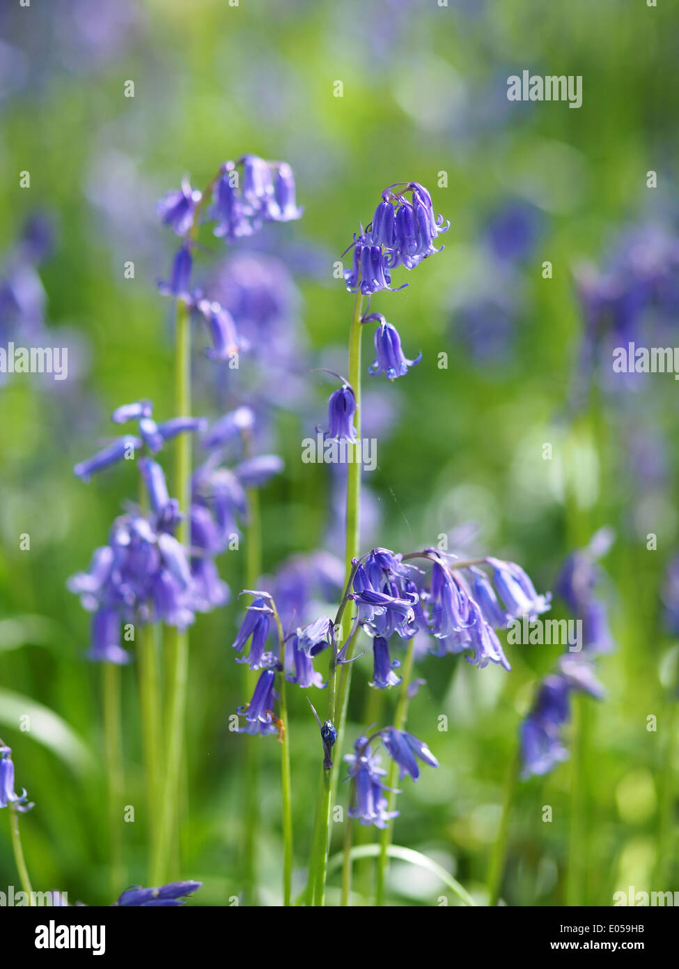 Close-up view of bluebells Stock Photo