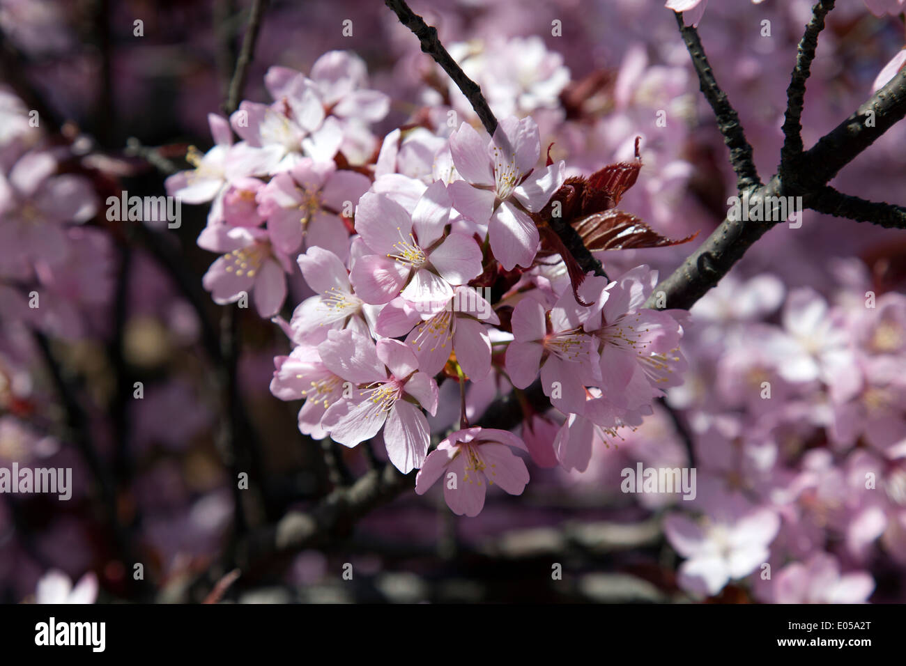 Cherry blossoms in full bloom Stock Photo - Alamy